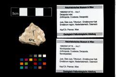 Foto (Objekt + Etikett) von Mundopsidae indet.  (NHMW-GEO-1990-0041-4718)